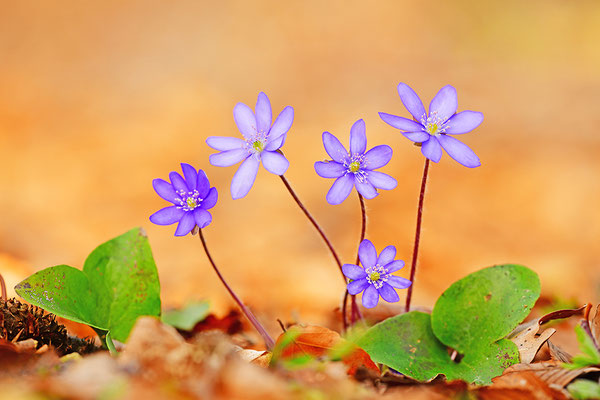 Leberblümchen