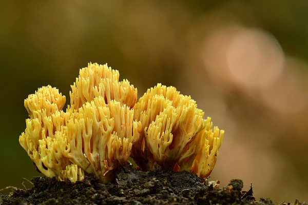 Korallenpilz