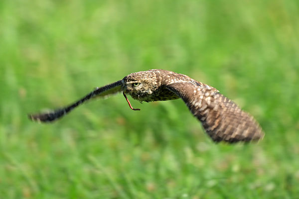Steinkauz im Flug