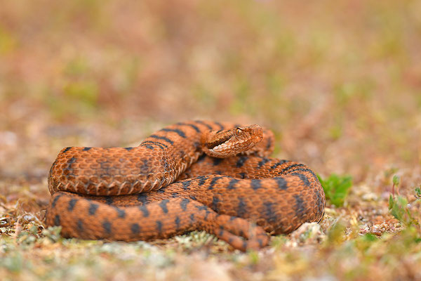 Aspisviper