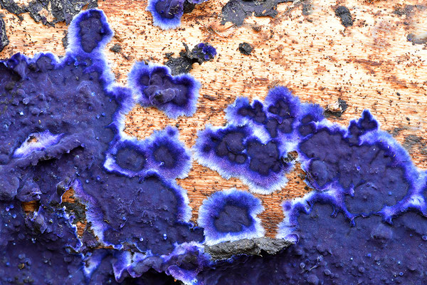Blauer Rindenpilz
