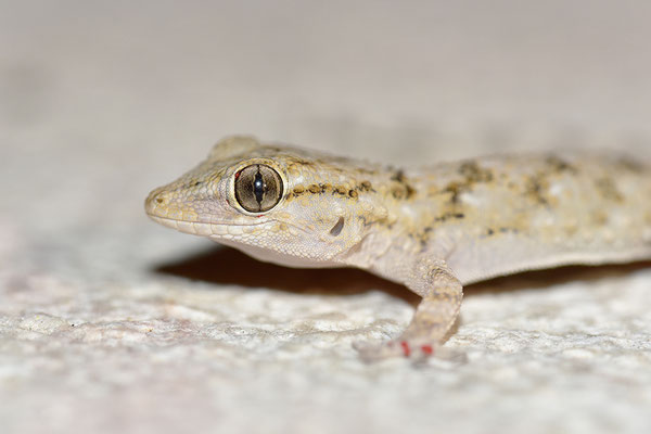 Mauergecko