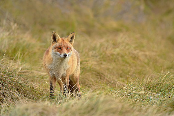 Fuchs