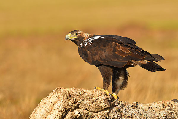 Kaiseradler