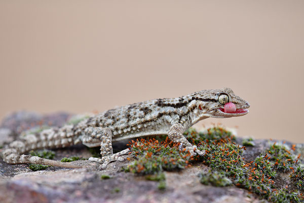 Mauergecko