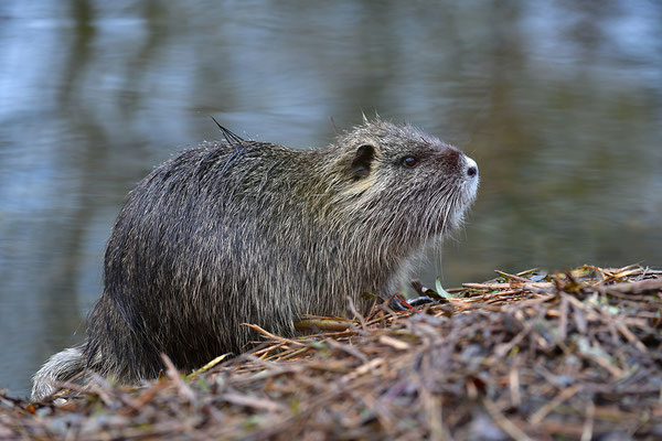 Nutria