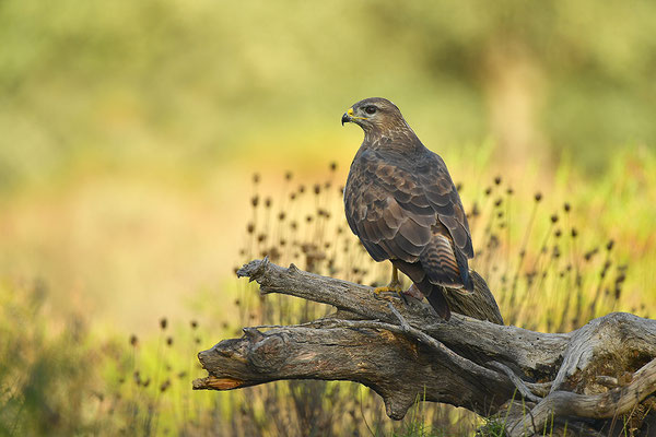 Mäusebussard