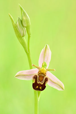Bienenragwurz