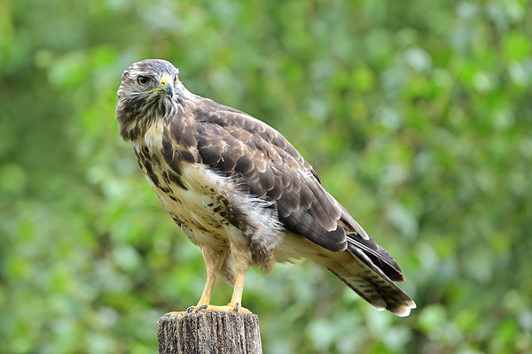Mäusebussard