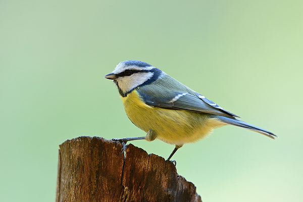 Blaumeise