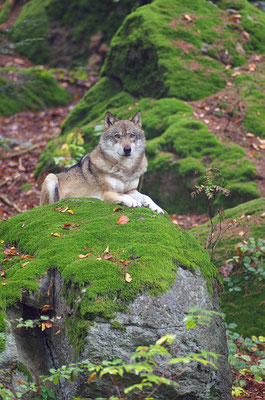 Wolf, Nationalpark Bayrischer Wald Tierfreigelände Neuschönau