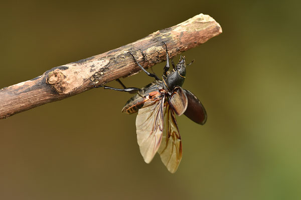 Hirschkäfer Weibchen landend