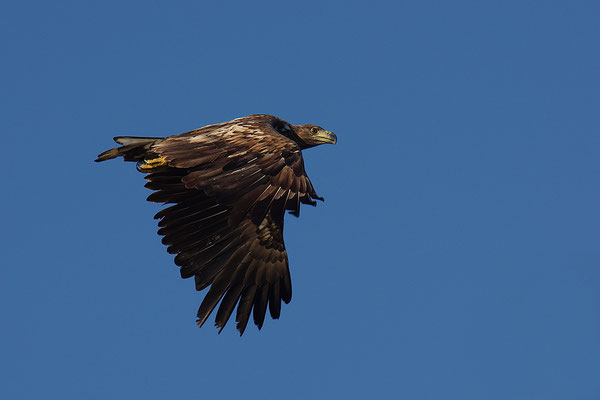 Seeadler Jungvogel im Flug