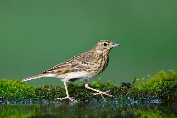 Baumpieper