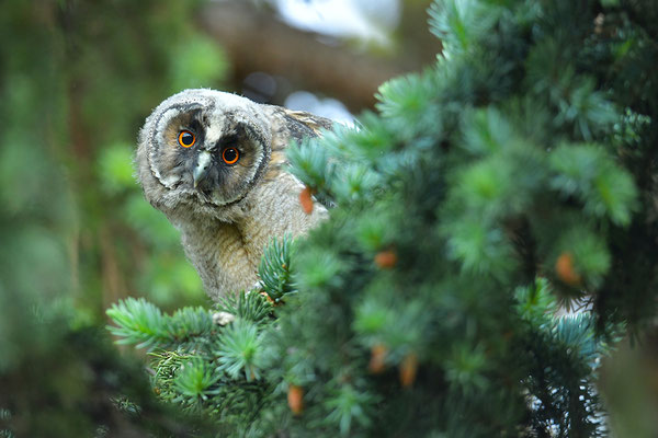 Waldohreule Ästling, Jungvogel