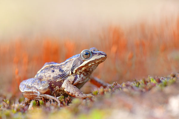 Moorfrosch