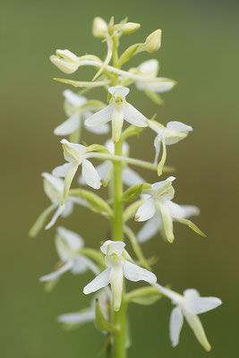 Weiße Waldhyazinthe