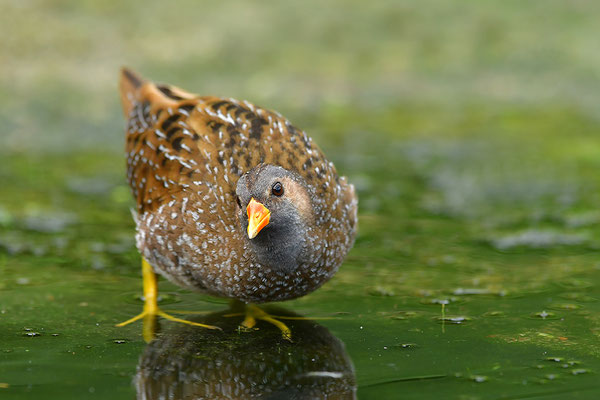 Tüpfelsumpfhuhn
