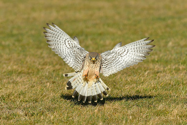 Turmfalke im Anflug