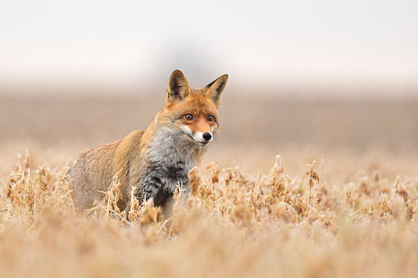 Fuchs