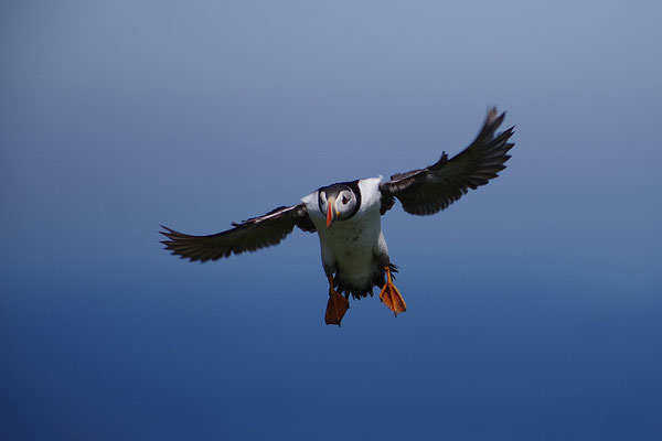Papageitaucher im Flug
