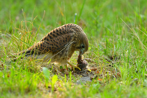 Turmfalke mit geschlagenem Feldhamster