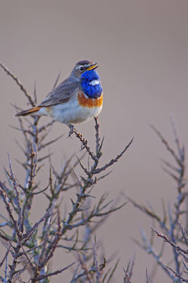 Blaukehlchen