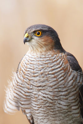 Sperber Männchen Kopfportrait