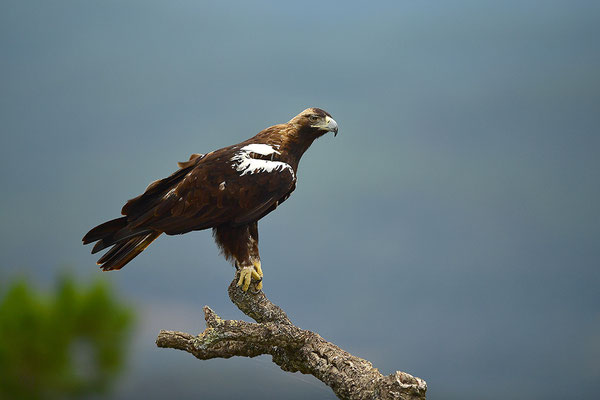 Kaiseradler