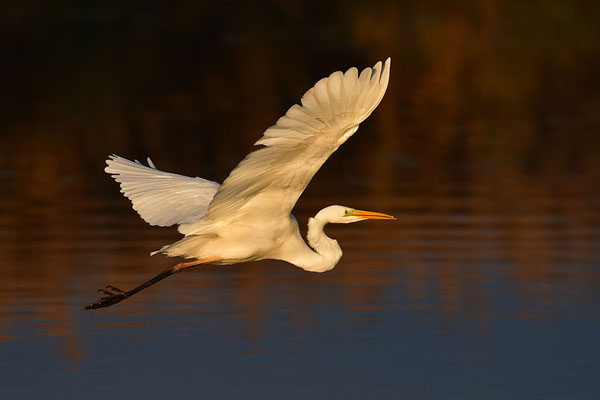 Silberreiher im Flug