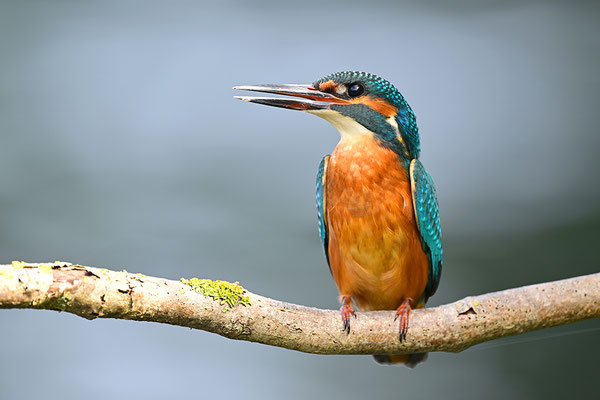Eisvogel Männchen
