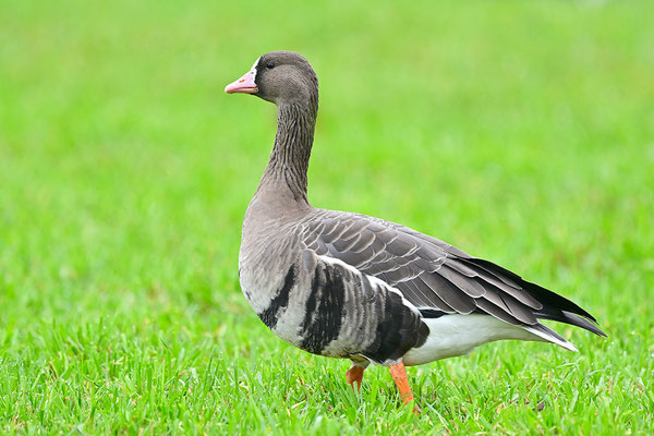 Blässgans