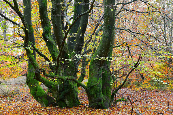 Hutewald Kalterherberg