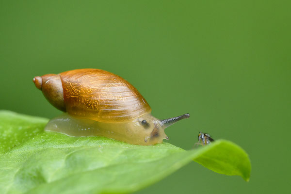Bernsteinschnecke