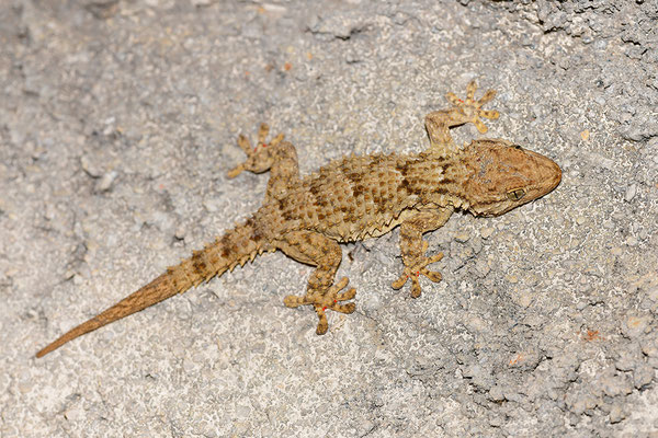 Mauergecko