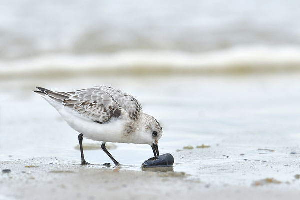 Sanderling