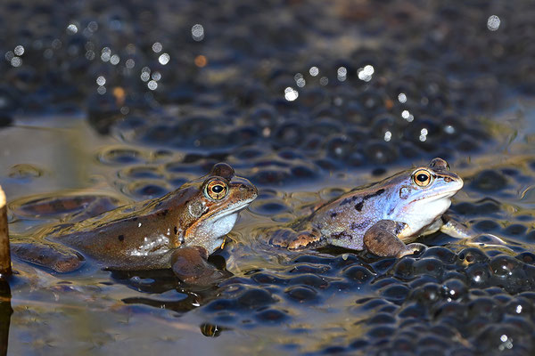 Moorfrosch