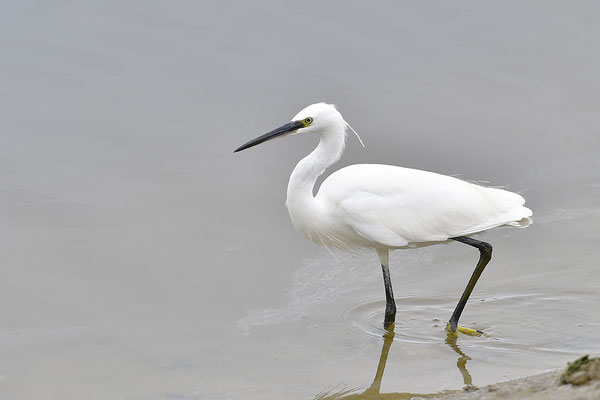 Seidenreiher