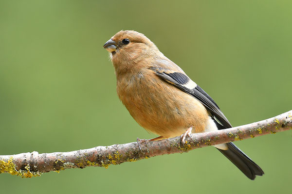 Dompfaff Jungvogel