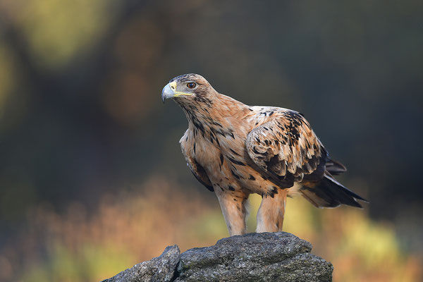 Kaiseradler Jungvogel