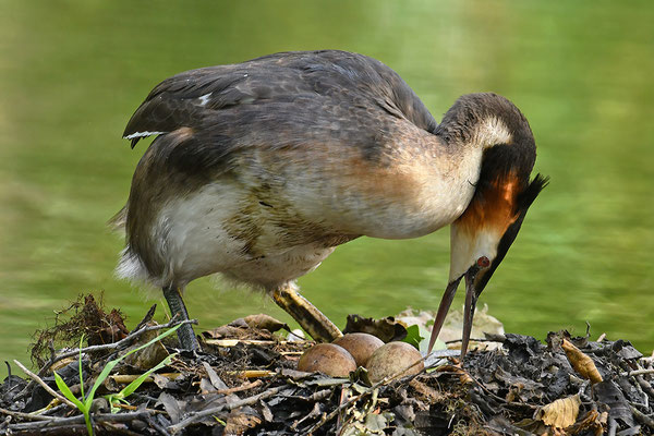 Haubentaucher beim Eier wenden am Nest