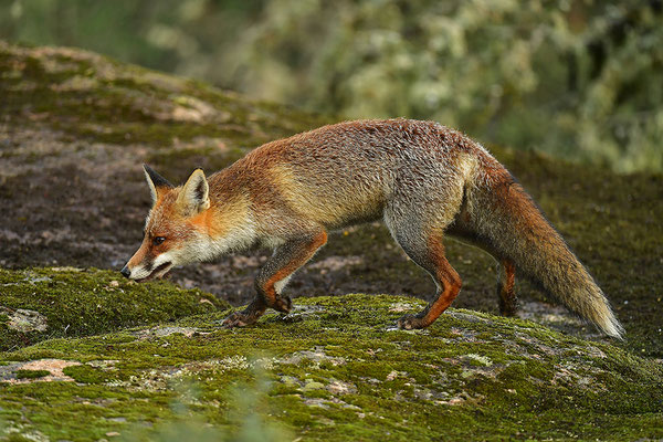 Fuchs