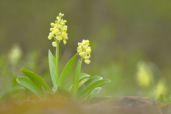 Blasses Knabenkraut