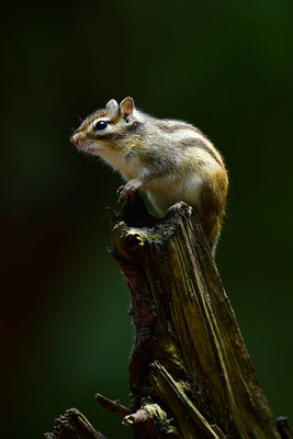 Sibirisches Streifenhörnchen