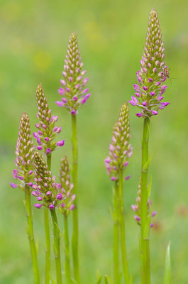 Mückenhändelwurz Knospen