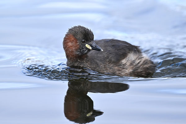 Zwergtaucher