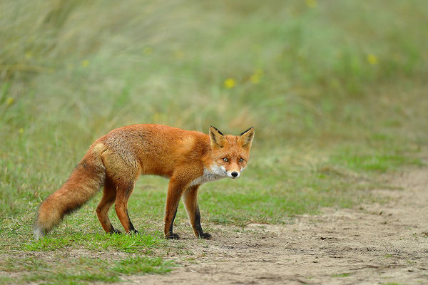 Fuchs