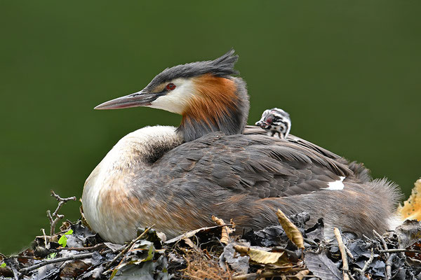 Haubentaucher mit Jungvögeln am Nest