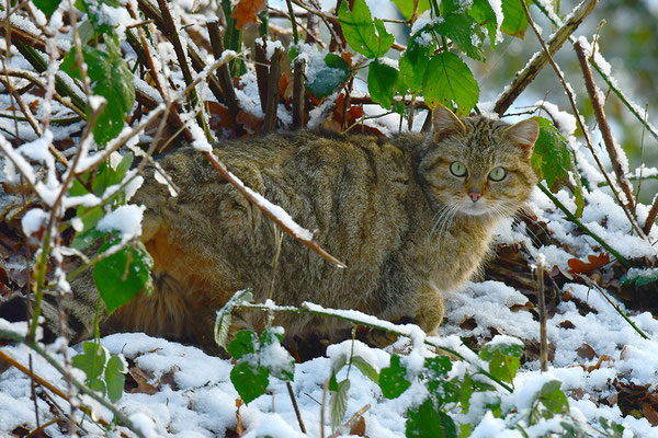 Wildkatze