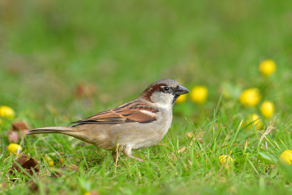 Haussperling Männchen